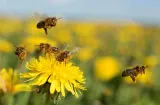 Vulnerable communities in Nepal need insect pollinators