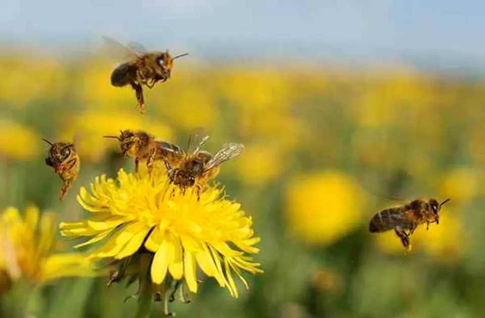 Vulnerable communities in Nepal need insect pollinators