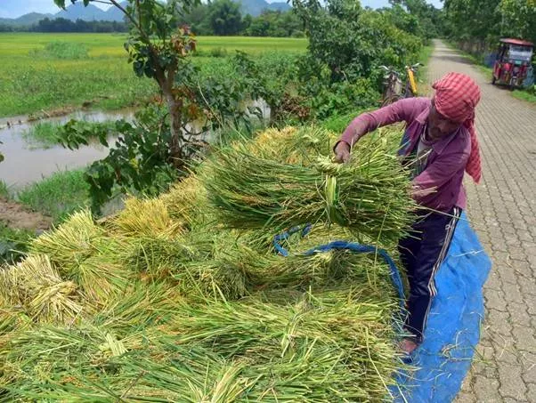MSP for kharif crops hiked; farm groups flag trade deal impact