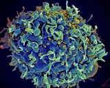 Revving up immune cells might help fight HIV: study