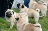 More selective breeding can help pugs breathe easier