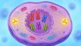 Today’s word - prophase 