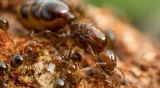 Over the past four centuries quadrillions of ants have created a strange and turbulent global society that shadows our own