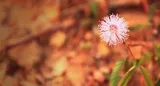 From the memories of flowers to the sociability of trees, the cognitive capacities of our vegetal cousins are all around us