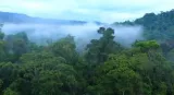 We are told the natural world is ‘breaking down’. But forests don’t work like airplanes or human hearts