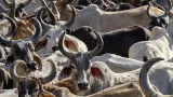 Contradictions within India’s cow protection regime