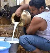 Extreme heat tests India’s record milk production