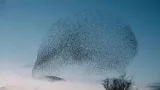 The brain is much less like a machine than it is like the murmurations of a flock of starlings or an orchestral symphony