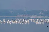 Industrial salt pans threaten Sambhar Lake’s survival