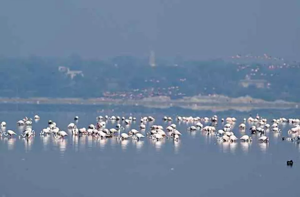 Industrial salt pans threaten Sambhar Lake’s survival