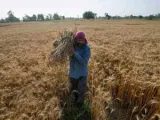 El Niño clouds loom over kharif crops, farm pay