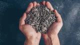 What eating sunflower seed shells does to your gut