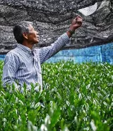 Assam estate sells country’s first commercially produced matcha tea