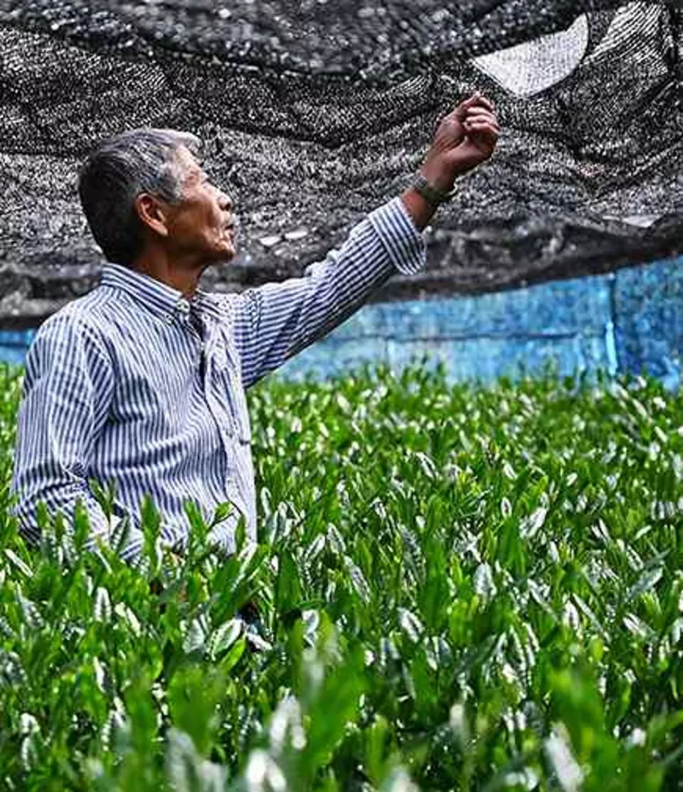 Assam estate sells country’s first commercially produced matcha tea
