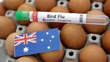 New South Wales becomes third state in Australia to confirm H5N1 bird flu case