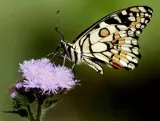 Assam releases booklet showcasing Bodoland forests’ butterfly diversity