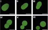 Synthetic cell: machine that could