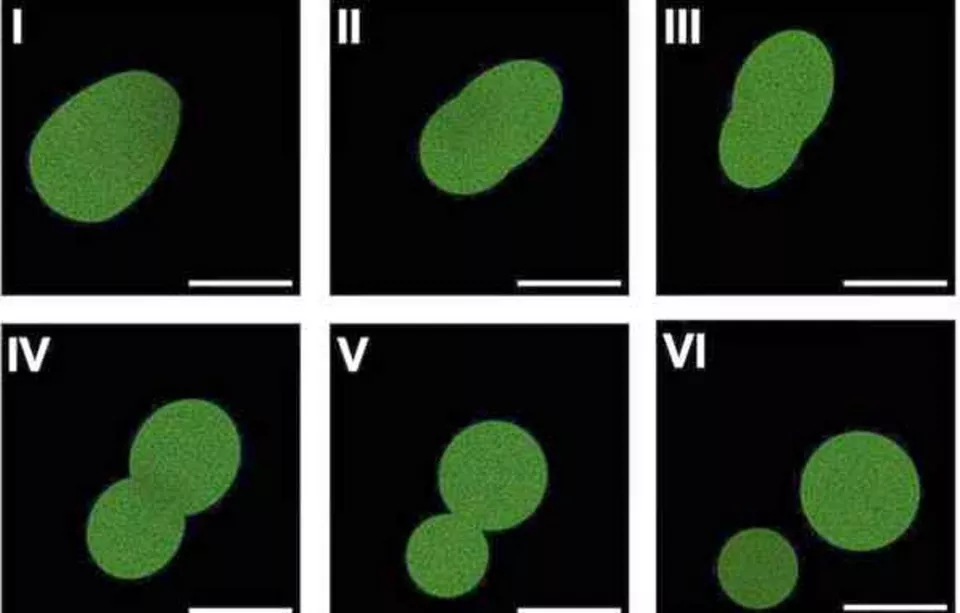 Synthetic cell: machine that could