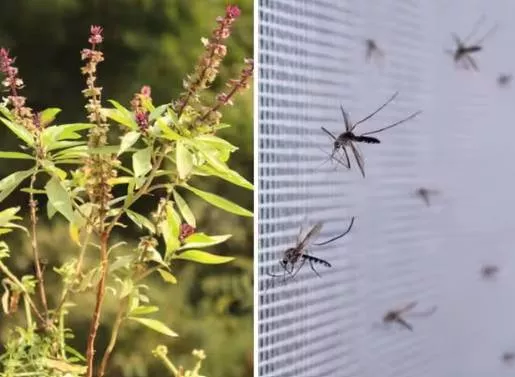7 indoor plants that can keep insects away from home during monsoon