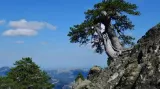 Trees contain an archive – tales of planetary shifts, cosmic events, historical pivots – that we’re only just unlocking
