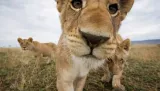 Dogs rescue their friends and elephants care for injured kin – humans have no monopoly on moral behaviour