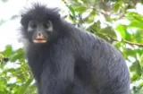 Central African monkey with striking patch is new species