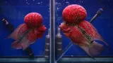 A human-bred aquarium fish prized for its bright colour and head hump has escaped into a Philippines crater lake, where scientists fear it may threaten native biodiversity