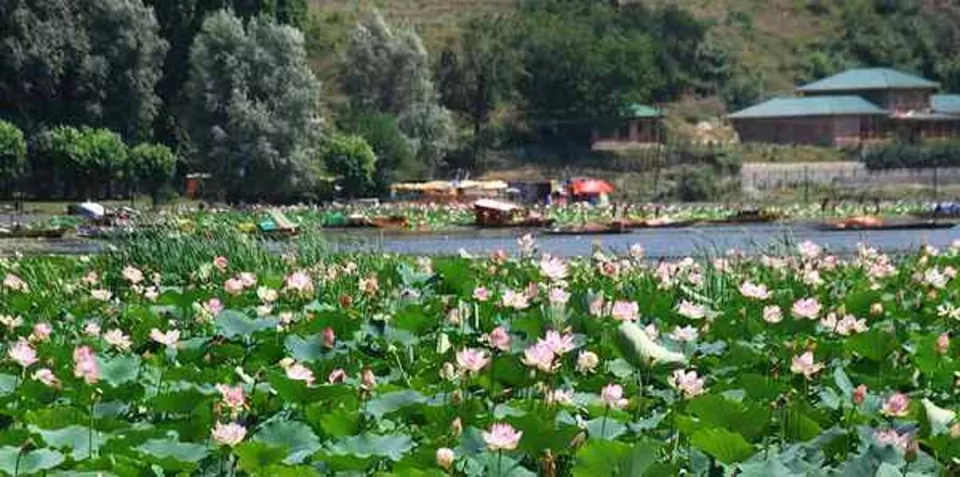 J&K’s Mansbal lake starts hosting migratory birds again