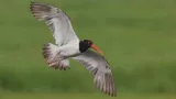 American oystercatchers were largely wiped out in New England: After a $10 million conservation push across 16 states, their numbers rose 45% along US coasts