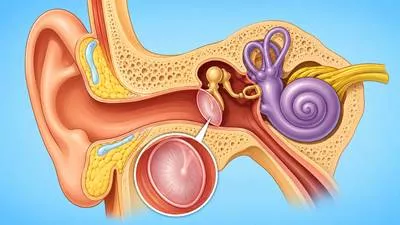 Tympanum - The thin membrane inside the ear that vibrates when sound waves strike it; the eardrum. (कान के भीतर ध्वनि से कंपन करने वाली झिल्ली)