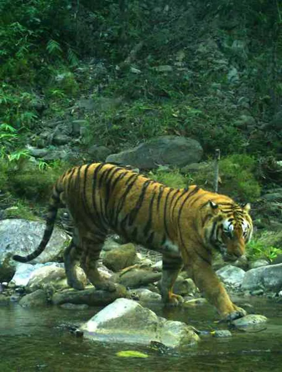 Nepal’s tiger numbers climb 20% to estimated 429, says survey
