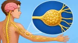 Today’s word - ganglion