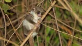 The only animal known to hibernate and dream is this tiny Madagascar primate