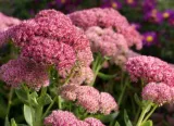 These 5 beautiful plants can act as living mulch, keep weeds away and lock in soil moisture