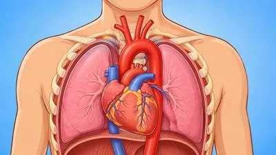 Aorta - The main artery that carries oxygen-rich blood from the heart to the rest of the body.