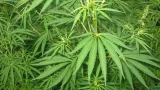 Odisha’s cannabis problem: Mafias planting weed on unused government land