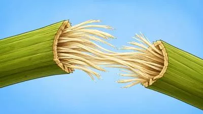 Fibrous - Consisting of or containing fibres; having a thread-like structure.