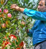 PDP leaders seeking insurance for hail-hit orchards detained
