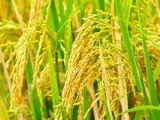 BIRC 2026 to Showcase 200 Rice Varieties, 50 Global Cuisines Across 9 Experience Zones