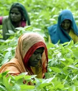 India set for record soy oil import on Russia-Ukraine war