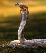 Students share innovative solutions for diagnosing and treating snakebite