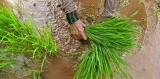 Farmers’ body terms NCDC (Amendment) Act an onslaught on federal rights of States