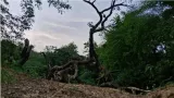 India’s first night safari project needs relook, Supreme Court panel told