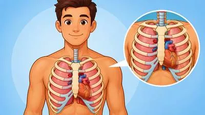 Thoracic - Relating to the chest or thorax.