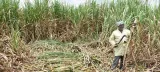Government to introduce fortnightly sugar allocation