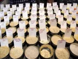 Indian rice draws global interest as 3,317 buyers from 138 countries register for BIRC 2026: IREF