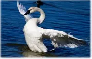 Swan song - Last creation