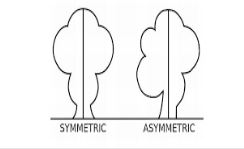 Memory trick for Asymmetry