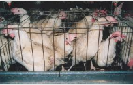 Memory trick for Chicken out