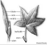 Memory trick for Take a leaf out of someone’s book